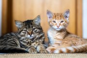 Cats 2