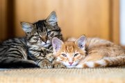 Cats 3