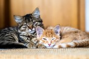 Cats 4