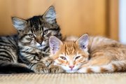 Cats 5