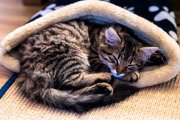 Cats 1