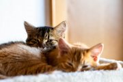 Cats 2