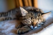 Cats 3