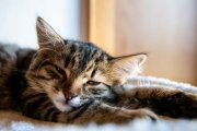 Cats 4