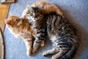 Cats 5