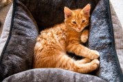 Cats 6