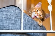 Cat Portrait 1