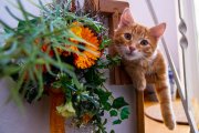 Cat Portrait 2