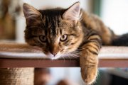 Cat Portrait 3