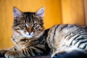 Cat Portrait 4