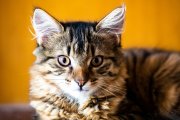 Cat Portrait 5