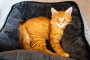 Cat Portrait 6