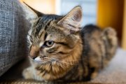 Cat Portrait 7