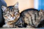 Cat Portrait 8
