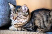 Cat Portrait 9