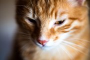 Cats 1