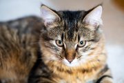 Cats 2