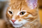 Cats 3