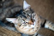 Cats 4