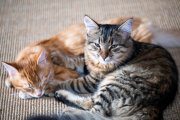 Cats 5