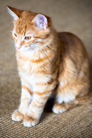 Cats 6