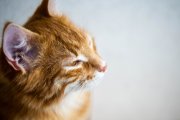 Cats 7