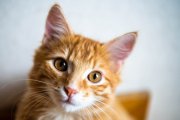 Cats 8