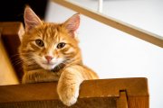 Cats 9