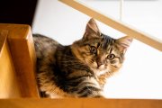 Cats 10