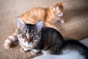 Cats 11
