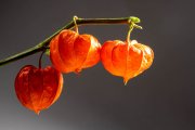 Chinese Lantern 5
