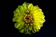 Yellow Dahlia 1
