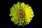 Yellow Dahlia 2