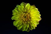 Yellow Dahlia 3