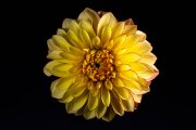 Yellow Dahlia 4
