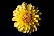 Yellow Dahlia 5