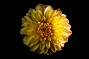 Yellow Dahlia 6
