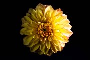 Yellow Dahlia 7