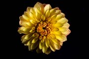 Yellow Dahlia 8