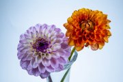 Two Dahlias 1