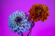 Two Dahlias 2