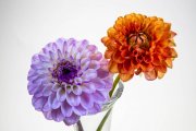 Two Dahlias 3