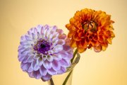 Two Dahlias 4