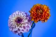 Two Dahlias 5