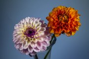 Two Dahlias 6