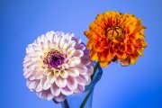 Two Dahlias 7