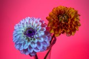 Two Dahlias 8