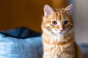 Cats 1