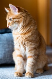 Cats 2