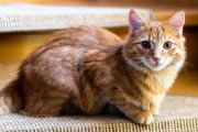 Cats 4